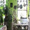 Why Buy the Indoor Garden Kits for Indoor Gardening in 2021-22?