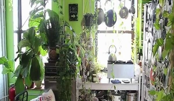 Indoor Garden Kits
