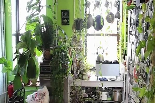 Why Buy the Indoor Garden Kits for Indoor Gardening in 2021-22?